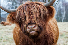 Close Up Of A Highland Cow