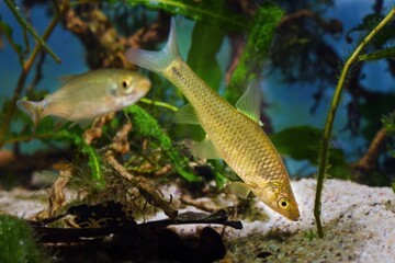 Wall Mural - topmouth gudgeon, common freshwater dwarf fish from East, highly adaptable and enduring species search and find tasty food on sand bottom