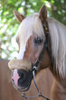 Unknown contestant rides at dressage horse event in riding ground. Head shot close up of a dressage horse during competition event