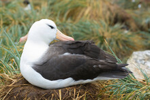 Falkland Islands. West Point Island. Black-browed Albatross (Thalassarche Melanophrys).