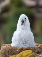 Wall Mural - Chick on tower-shaped nest. Black-browed albatross or black-browed mollymawk, Falkland Islands.