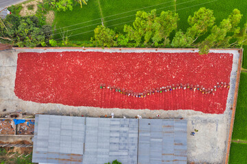 Aerial view of few people working in farm picking red chilli in a field, Sariakandi, Rajshahi province, Bangladesh.