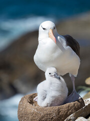 Wall Mural - Adult and chick black-browed albatross on tower-shaped nest, Falkland Islands.