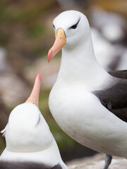 Wall Mural - Black-browed albatross or black-browed mollymawk, typical courtship and greeting behavior, Falkland Islands.