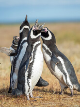 Magellanic Penguin Social Behavior In A Group, Falkland Islands.