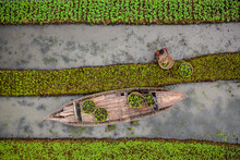 Aerial View Of Farmers Doing The Harvest With A Canoe In A Traditional Floating Vegetable Garden In Banaripara, Barisal, Bangladesh.