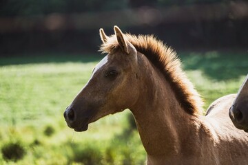 Wall Mural - portrait of a horse in the field