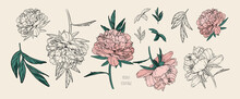 Set Of Vector Vintage Peonies With Dark Strokes On A Brown Background. Soft Pink And Black And White Flowers. Imitation Of A Hand Drawing On Old Craft Paper. Elements For Packaging And Banners Design.