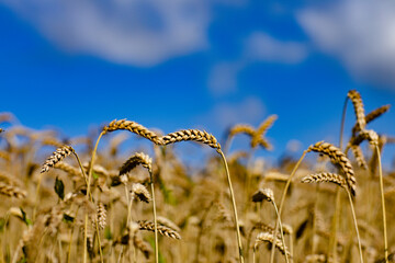 field of wheat