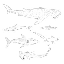 Vector Set Of Sketch Sharks.