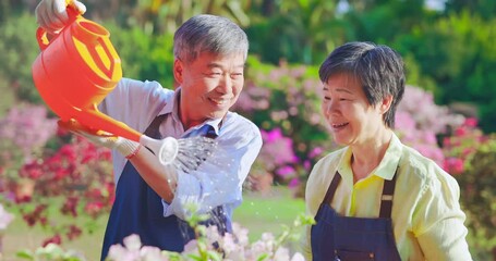 Wall Mural - senior man watering the garden