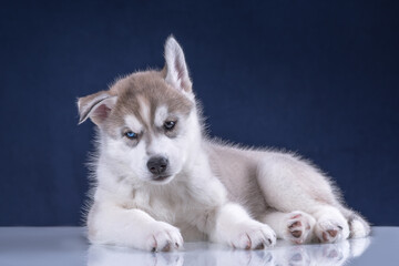 Wall Mural - Cute husky puppy on a blue background.