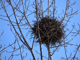 nest of magpie