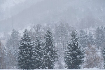  Trees and firs covered with layers of snow in a mountainous area near Almaty.