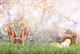 Fototapeta Koty - Osterhase versteckt sich hinter Grashalmen mit einem Osterkorb und Ostereiern