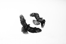 Black And White Silhouettes Of Two Common Buzzards In The Sky During A Duel. Common Bustard (Buteo Buteo) In Flight.