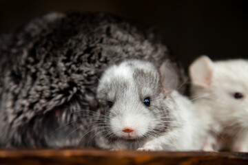 two little chinchillas, cute baby looking at the camera