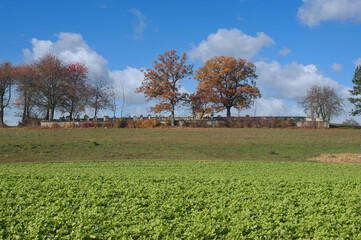 Wall Mural - Jüdischer Friedhof bei Krautheim