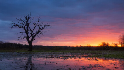 Fototapete - Bright colorful dawn in the early spring nature. Dry tree against vivid sunrise in the morning reflected in water on earth. Wild nature landscape