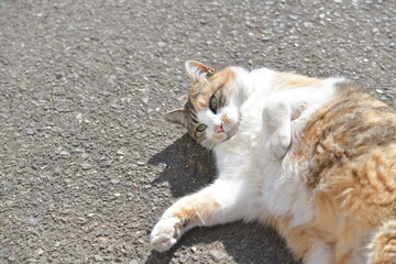 Wall Mural - 庭でくつろぐ猫（１１歳）