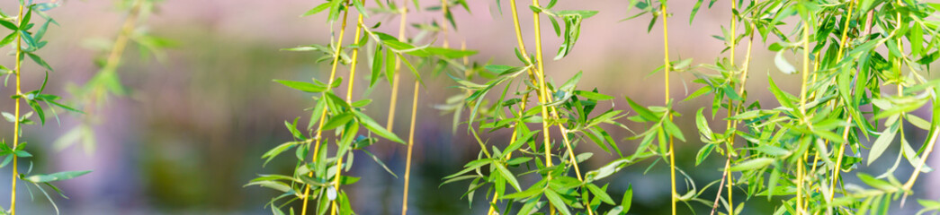 Wall Mural - willow branches droop low.	
