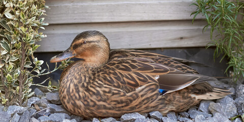 Wall Mural - Duck female wild duck mallard