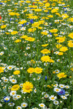 Fototapeta Storczyk - multiple wildflowers with mixed colours 