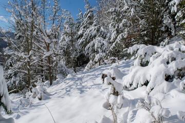 Wall Mural - Fresh snow in forest