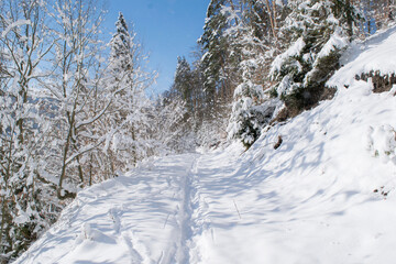 Wall Mural - Fresh snow in forest