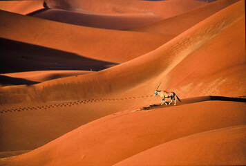 oryx gazella walks over beautiful red sand dunes in namib desert