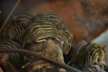 Barbary striped grass mouse on the tree