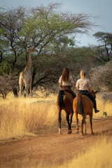 Poster - Two women ride towards southern giraffe browsing