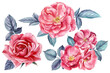 Set of vintage flowers. Roses, buds and leaves on a white background, watercolor painting, floral elements