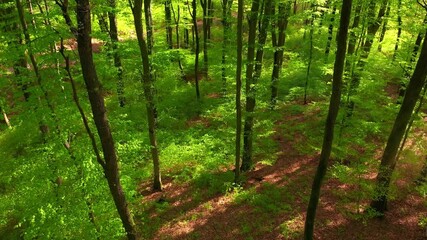 Wall Mural - Lush green woods with gentle lateral sunshine, the camera descends from the treetops to the forest ground 