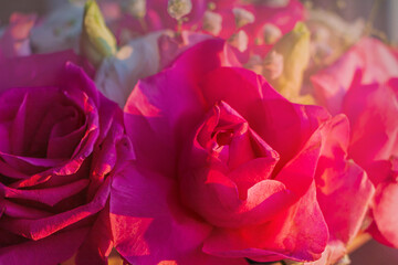 Sticker - Bouquet of fresh amazing white and pink roses in craft paper. Beautiful flowers as gift for Mother’s, Valentine’s Day, Birthday or Wedding. Close up.