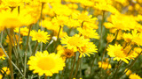 Fototapeta Kosmos - A field of yellow daisies.