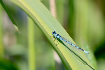 A Northern Damselfly basking in very bright sunlight. Scientific name Coenagrion hastulatum.