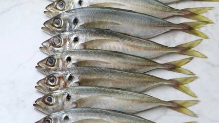 Wall Mural - Fresh raw horse mackerel close up in a row