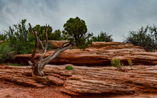 Coniferous Tree On A Background Of Red Eroded Rocks In Canyonlands National Park In Utah Near Moab, US