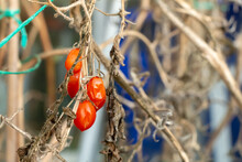 Close Up Of Old Dying Shrivelled Up Tomato Plants In A Greenhouse In Winter