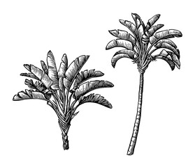 Wall Mural - Ink sketch of ravenala palm.