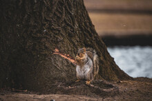 Small And Chubby Fox Squirrel Stands On Hind Legs At The Base Of A Tree And Smiles.