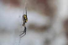 Side View Of A Black And Yellow Garden Spider On Its Web
