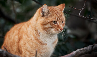 Wall Mural - Beautiful red haired young kitten sits and poses in nature. Portrait of lonely red striped street cat with hard fate and scratches on muzzle.