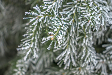 Wall Mural - Coniferous tree branches in hoarfrost close-up winter new year mood