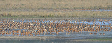 Mixed Flock Of Birds Are Resting On The Wetland
