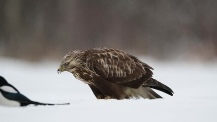 Sticker - Rough-legged buzzard ( Buteo lagopus ) in winter scenery	