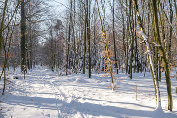 Poster - Wald, verschneiter Weg