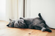 © Photocreo Bednarek - British cat lying relaxed and confident on the floor at home.
