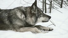 Wolf In The Snow 